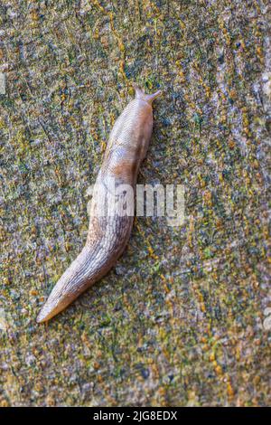 Spanish slug (Arion vulgaris) Stock Photo