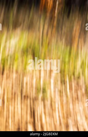Blurred out of focus forest due to motion blur, background image Stock Photo