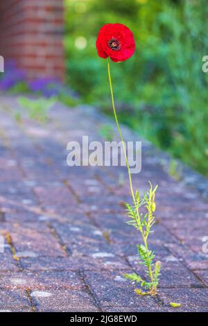 Red poppy grows through paving stones, symbol of adaptability and survival Stock Photo