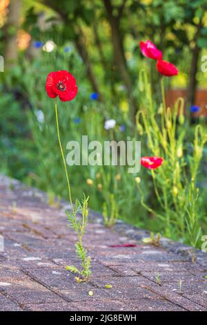 Red poppy grows through paving stones, symbol of adaptability and survival Stock Photo