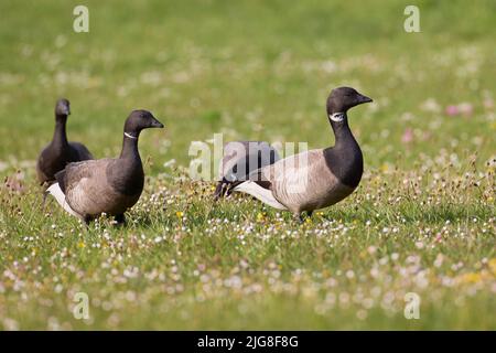 Europe, Germany, Schleswig-Holstein, Hallig Hooge, shelduck, Branta bernicla Stock Photo