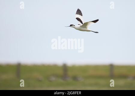 Avocet, Recurvirostra avosetta, in flight Stock Photo