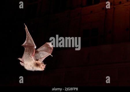 Daubenton's bat, Myotis daubentonii Stock Photo