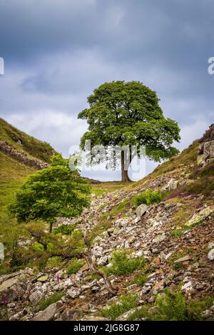 Sycamore trees at Sycamore Gap along Hadrian’s Wall, Northumberland, England Stock Photo