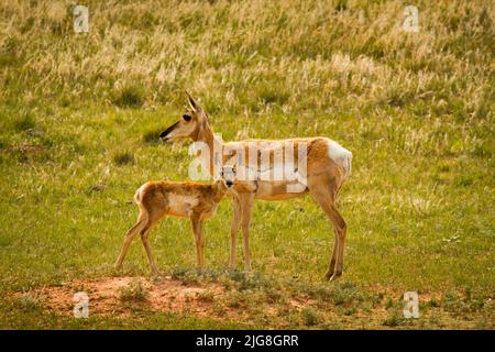Antelope Family Stock Photo