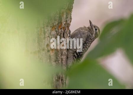 Baby Yellow-bellied sapsucker (Sphyrapicus varius) in summer Stock Photo