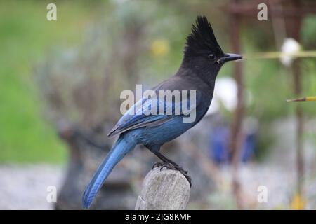 A closeup shot of a blue jay on the blurry background Stock Photo