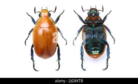 Collection of beautiful jewel scarbs specimen. Stock Photo