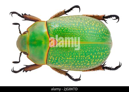 Collection of beautiful jewel scarbs specimen. Stock Photo