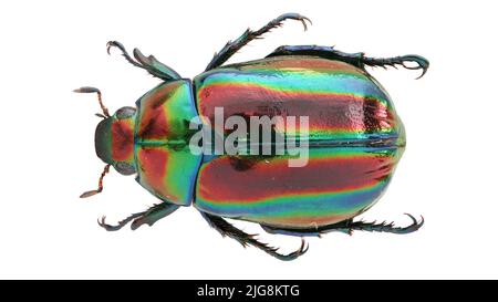 Collection of beautiful jewel scarbs specimen. Stock Photo