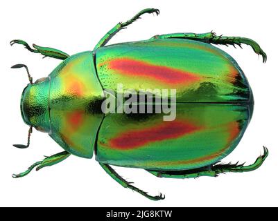 Collection of beautiful jewel scarbs specimen. Stock Photo