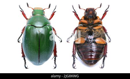 Collection of beautiful jewel scarbs specimen. Stock Photo