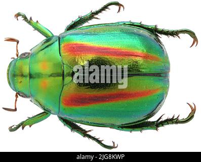 Collection of beautiful jewel scarbs specimen. Stock Photo