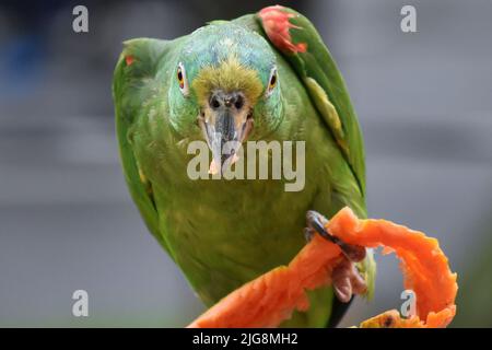 A closeup shot of a green parrot with food in its beak perched on an orange bench Stock Photo