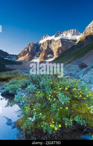 Wildflowers along lakeshore with Mount Fay in the background, Lower Consolation Lake, Banff National Park, Alberta, Canada Stock Photo
