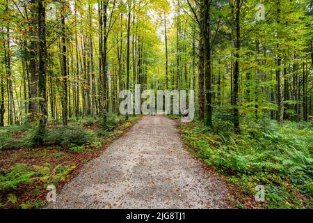 Forest in Bavaria, Germany Stock Photo