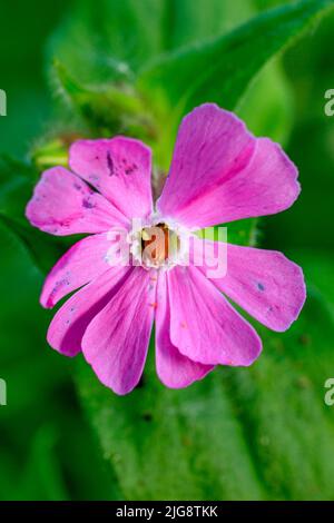 Red campion, red glueweed, red campion (Silene dioica) with leaf beetle Stock Photo