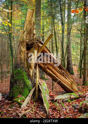 Deadwood in the forest. Stock Photo