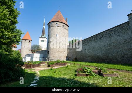 Tallinn, Estonia. July 2022.  The old town community garden, located in the city center,  was inspired by medieval non-Hildegard and her vision of gro Stock Photo
