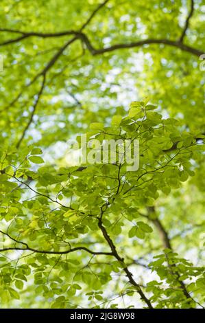 fresh light green leaves of copper beech in spring, Pfälzerwald Nature Park, Pfälzerwald-Nordvogesen Biosphere Reserve, Germany, Rhineland-Palatinate Stock Photo