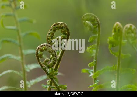 unrolling shoots of young fern plants, spring, Pfälzerwald Nature Park, Pfälzerwald-Nordvogesen Biosphere Reserve, Germany, Rhineland-Palatinate Stock Photo