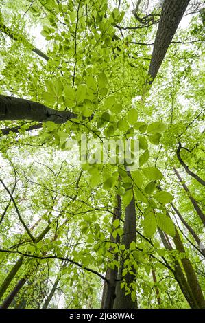 View into the canopy of copper beech trees, fresh light green leaves in spring, Pfälzerwald Nature Park, Pfälzerwald-Nordvogesen Biosphere Reserve, Germany, Rhineland-Palatinate Stock Photo