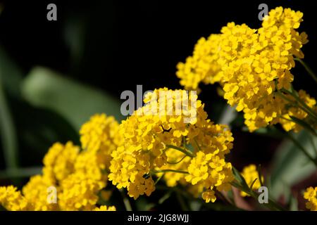 golden alyssum (Alyssum saxatile) syn. Aurinia saxatile, syn. spring stonewort, rock stonewort. Stock Photo