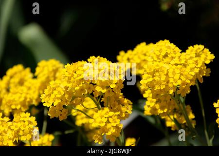 golden alyssum (Alyssum saxatile) syn. Aurinia saxatile, syn. spring stonewort, rock stonewort. Stock Photo