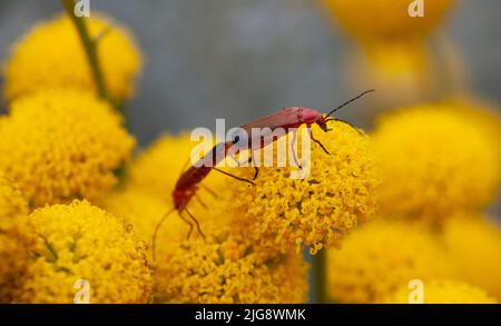 Close-up of a mating pair of red soldier beetles (Rhagonycha fulva) Stock Photo