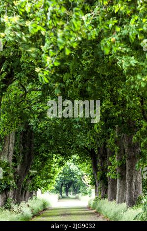 Chestnut avenue near Lancken-Granitz, Mecklenburg-Western Pomerania, Germany Stock Photo
