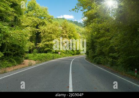 Road in forest on sunny day. Asphalt road runs between empty trees. Stock Photo