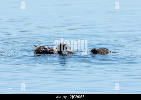 Little Grebe (Tachybaptus ruficollis) from the grebe family feeding. Stock Photo