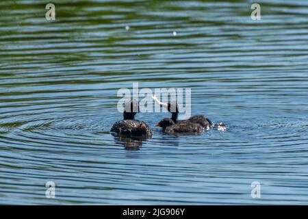 Little Grebe (Tachybaptus ruficollis) from the grebe family feeding. Stock Photo