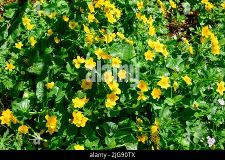 Marsh marigold (Caltha palustris), a species of plant in the marigold genus (Caltha) Ranunculaceae family. Stock Photo