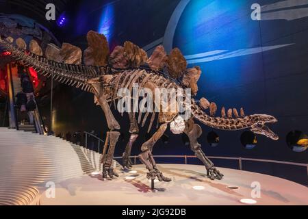 Sophie the Stegosaurus at the Natural History Museum in London Stock ...