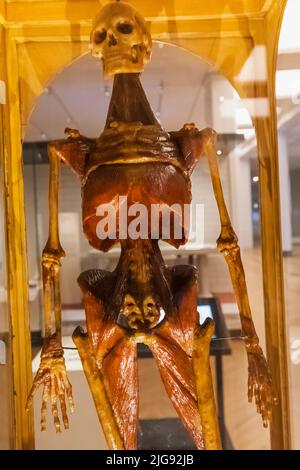 England, London, South Kensington, Science Museum, Exhibit of Historical Wax Figure showing Dissected Human Body Parts dated 1800s Stock Photo