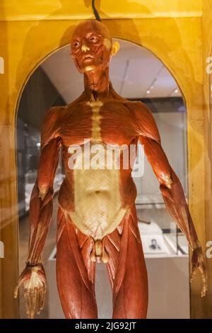 England, London, South Kensington, Science Museum, Exhibit of Historical Wax Figure showing Dissected Human Body Parts dated 1800s Stock Photo