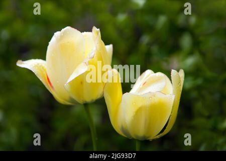 two yellow tulips with waterdrops on petals. Spring blossoming bokeh flowers on green Stock Photo