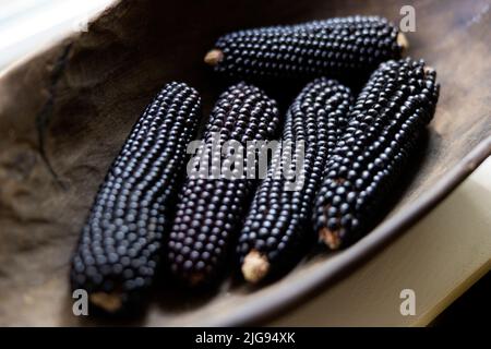 Dakota Black popcorn ears (often called Indian corn) in an old wooden bowl. Stock Photo