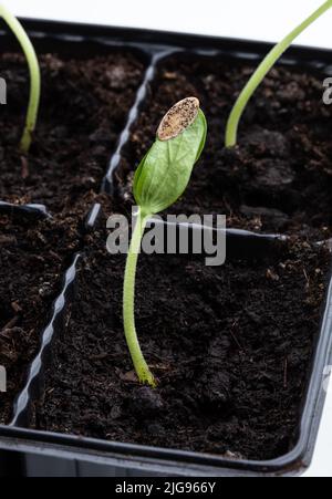 Baby  melon sprout with seed in plastic pots isolated on white background Stock Photo