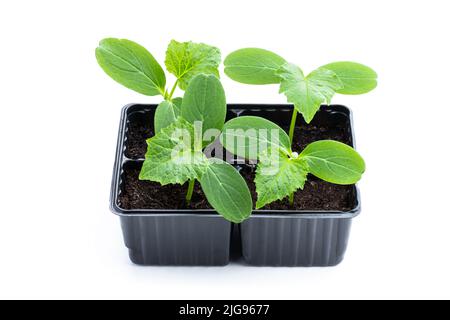 Baby  Cucumber sprout in plastic pots ready to plant isolated on white background Stock Photo