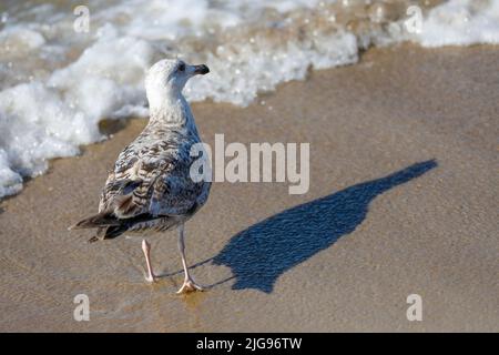 Seagull is on the Baltic sea shore, on a sandy beach in Kolobrzeg, Poland. Stock Photo