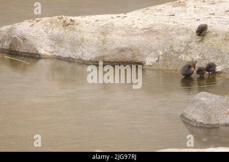 Eurasian common moorhen Gallinula chloropus chloropus feeding to one of its chicks. Tecina. La Gomera. Canary Islands. Spain. Stock Photo