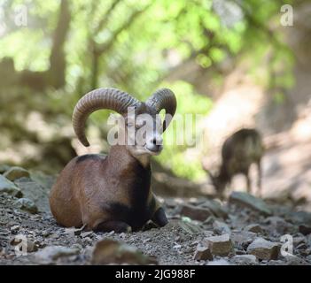 Moufflons wildlife scene. Cyprus mouflons are endangered species, nearly driven to extinction during the 20th century Stock Photo