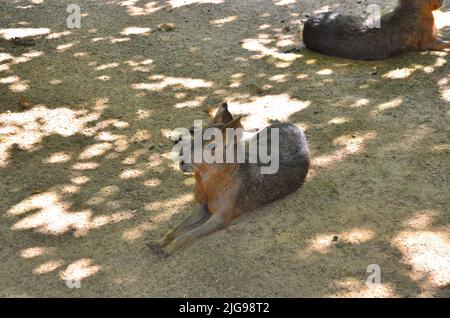 patagonian hare mara, zoo Portugal Stock Photo