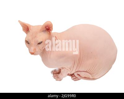 Pink sphynx cat isolated on a white background. Portrait of a bald cat. Stock Photo