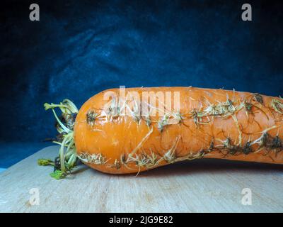 Rotten sprouted vegetable on the kitchen board. Cooking. Spoiled carrot. Sprouted carrot. Stock Photo
