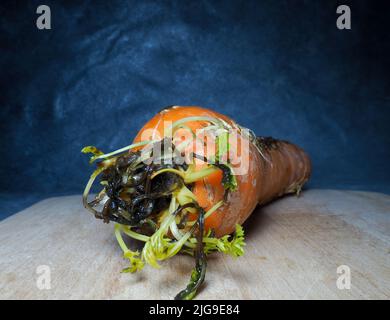 Rotten sprouted vegetable on the kitchen board. Cooking. Spoiled carrot. Sprouted carrot. Stock Photo