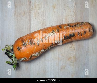 Rotten sprouted vegetable on the kitchen board. Cooking. Spoiled carrot. Sprouted carrot. Stock Photo