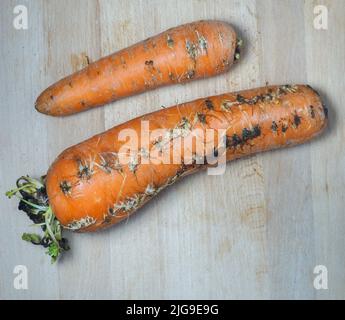 Rotten sprouted vegetable on the kitchen board. Cooking. Spoiled carrot. Sprouted carrot. Stock Photo